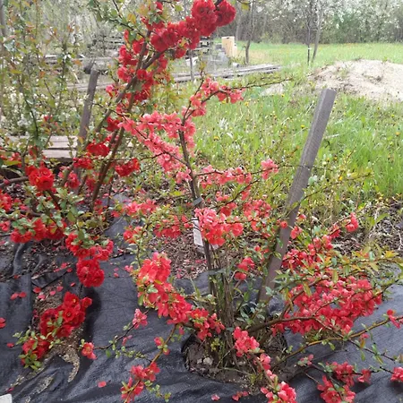 Polonia Cserepfalu